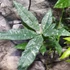 Kép 3/10 - Pachira glabra 'Milky Way'