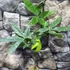 Kép 4/10 - Pachira glabra 'Milky Way'