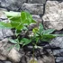 Kép 6/10 - Pachira glabra 'Milky Way'