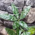 Kép 7/10 - Pachira glabra 'Milky Way'