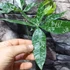 Kép 9/10 - Pachira glabra 'Milky Way'