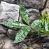 Kép 10/10 - Pachira glabra 'Milky Way'