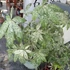 Kép 1/10 - Pachira glabra 'Milky Way'