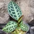 Kép 3/10 - Ardisia sp. Turtle Back