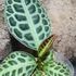 Kép 2/10 - Ardisia sp. Turtle Back