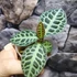 Kép 5/10 - Ardisia sp. Turtle Back
