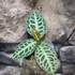 Kép 4/10 - Ardisia sp. Turtle Back