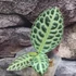 Kép 6/10 - Ardisia sp. Turtle Back