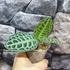 Kép 7/10 - Ardisia sp. Turtle Back