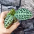 Kép 8/10 - Ardisia sp. Turtle Back