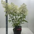 Kép 1/5 - HYDRANGEA PANICULATA PHANTOM - bugás hortenzia