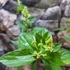 Kép 3/5 - HYDRANGEA PANICULATA PHANTOM - bugás hortenzia