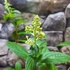 Kép 4/5 - HYDRANGEA PANICULATA PHANTOM - bugás hortenzia