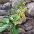 Kép 5/5 - HYDRANGEA PANICULATA PHANTOM - bugás hortenzia