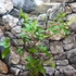 Kép 2/5 - HYDRANGEA PANICULATA PHANTOM - bugás hortenzia