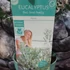 Kép 6/6 - Eucalyptus gunnii 'Azura'