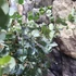 Kép 2/6 - Eucalyptus gunnii 'Azura'