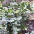 Kép 3/6 - Eucalyptus gunnii 'Azura'