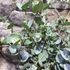 Kép 4/6 - Eucalyptus gunnii 'Azura'