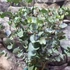Kép 5/6 - Eucalyptus gunnii 'Azura'