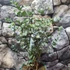 Kép 1/6 - Eucalyptus gunnii 'Azura'