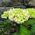 Kép 3/8 - Hydrangea 'Mophead Pink'