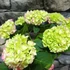 Kép 4/8 - Hydrangea 'Mophead Pink'