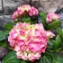Kép 5/8 - Hydrangea 'Mophead Pink'