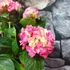 Kép 6/8 - Hydrangea 'Mophead Pink'