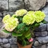 Hydrangea 'Mophead Pink'