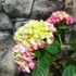 Kép 7/8 - Hydrangea 'Mophead Pink'
