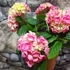 Kép 8/8 - Hydrangea 'Mophead Pink'