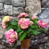 Kép 2/8 - Hydrangea 'Mophead Pink'