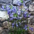 Kép 3/7 - Agapanthus Donau, levirágzott