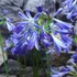 Kép 4/7 - Agapanthus Donau, levirágzott