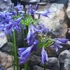 Kép 6/7 - Agapanthus Donau, levirágzott