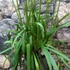 Kép 7/7 - Agapanthus Donau, levirágzott