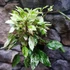 Kép 5/9 - Hibiscus Rosa-Sinensis Variegata