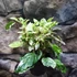 Kép 7/9 - Hibiscus Rosa-Sinensis Variegata