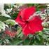 Kép 3/9 - Hibiscus Rosa-Sinensis Variegata