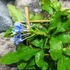 Kép 4/14 - Plumbago auriculata - ólomvirág