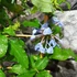Kép 3/14 - Plumbago auriculata - ólomvirág