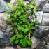 Kép 2/14 - Plumbago auriculata - ólomvirág
