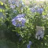 Kép 10/14 - Plumbago auriculata - ólomvirág