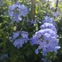 Kép 1/14 - Plumbago auriculata - ólomvirág