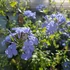 Kép 11/14 - Plumbago auriculata - ólomvirág