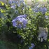 Kép 12/14 - Plumbago auriculata - ólomvirág