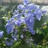 Kép 13/14 - Plumbago auriculata - ólomvirág