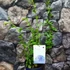 Kép 5/14 - Plumbago auriculata - ólomvirág