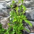 Kép 8/14 - Plumbago auriculata - ólomvirág